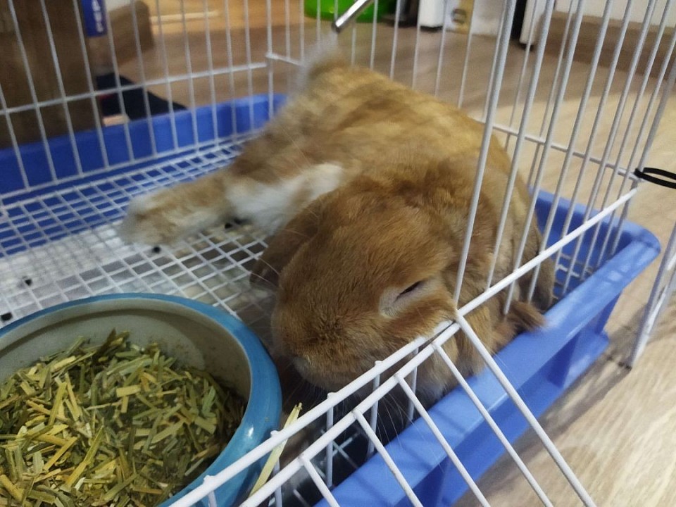รูปภาพ ชูก้า 1