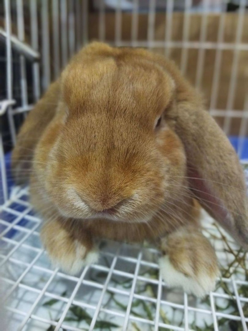 รูปภาพ ชูก้า 4